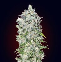 00 Kush Auto - Autoflower Samen - 00 Seeds