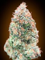 Chocolate Skunk XXL Auto - Autoflower Samen - 00 Seeds
