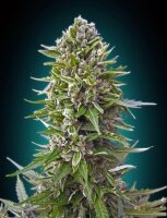 Northern Lights Auto - Autoflower Samen - 00 Seeds