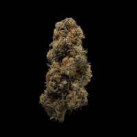 Jealousy - Fast Flowering Samen - Seedsman