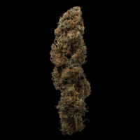 Jealousy - Fast Flowering Samen - Seedsman