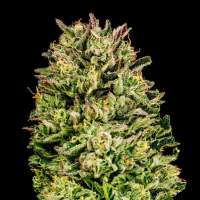 Cherry Punch F1 - Fast Flowering Samen - Seedsman