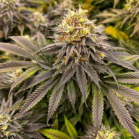 Green Crack - feminisierte Samen - Seedsman