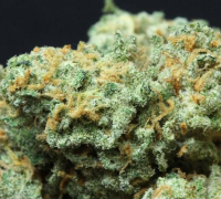 Green Crack - feminisierte Samen - Seedsman