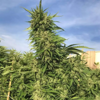 Green Crack - feminisierte Samen - Seedsman