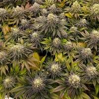Green Crack - feminisierte Samen - Seedsman