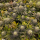 Green Crack - feminisierte Samen - Seedsman