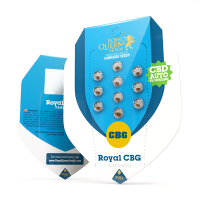 Royal CBG Auto - Autoflower Samen - Royal Queen Seeds