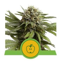 Apple Fritter Auto - Autoflower Samen - Royal Queen Seeds