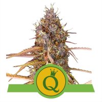 Purple Queen Auto - Autoflower Samen - Royal Queen Seeds
