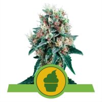 Royal Creamatic Auto - Autoflower Samen - Royal Queen Seeds