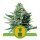 Royal Jack Auto - Autoflower Samen - Royal Queen Seeds