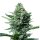 Royal Jack Auto - Autoflower Samen - Royal Queen Seeds