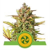 Sweet ZZ Auto - Autoflower Samen - Royal Queen Seeds