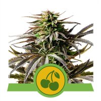 Cherry Pie Auto - Autoflower Samen - Royal Queen Seeds
