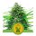 Pink Runtz Auto - Autoflower Samen - Royal Queen Seeds