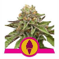 Green Gelato 5 Samen