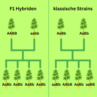 Cannabis F1-Hybriden  Vorteile, Unterschiede & echte Sorten